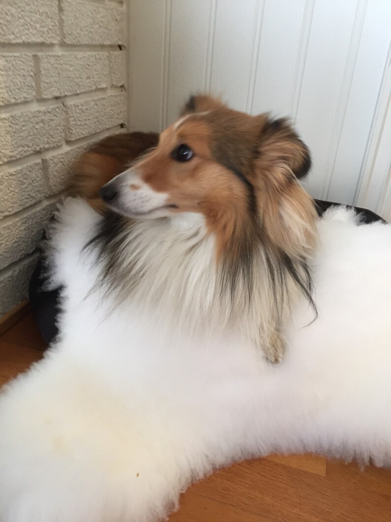 Washable Pet Blanket From Real Lambskin Sheepskin Rug for Cat Etsy