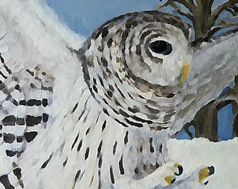 Owl Card [Set of 4], Bird Card, Wildlife Card, Barred Owl Card, Snowy Card, Winter Card, Thank You Card, Friend Card, Oklahoma Card