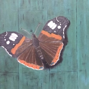 Butterfly Print, Red Admiral Print, Wildlife Print, Fine Art Print, Insect Print, Animal Print