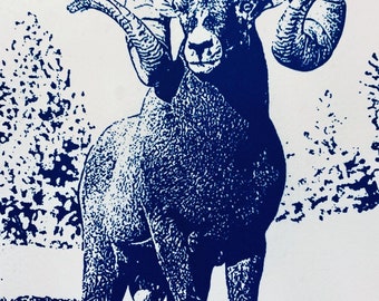 Mountain Sheep Ram