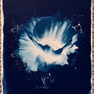 Painted Poppy