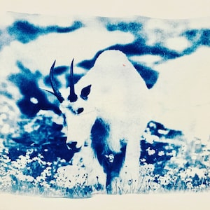 Mountain Goat
