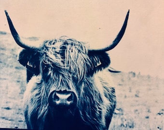 Highland Bull