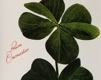 Birthday Flower Postcard Italian Name Day Four Leaf Clovers Series 814 Made in Italy