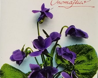 Birthday Flower Postcard Italian Name Day Purple Violets Series 814 Made in Italy