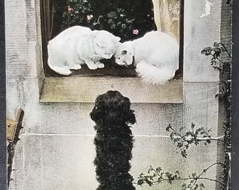 Animal Postcard Black Fur Dog Visiting Two White Cats in Window "The Intruder" Raphael Tuck Photochrome Card