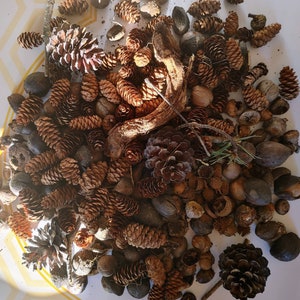1 lb Pine cones Nuts Mix DIY Potpourri Unscented Natural Found on Our Farm Acorns Hickory Mini and regular cones Craft supplies botanicles
