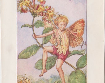 ACEO Limited Edition Flower fairy Honeysuckle fairies Nursery decor idea