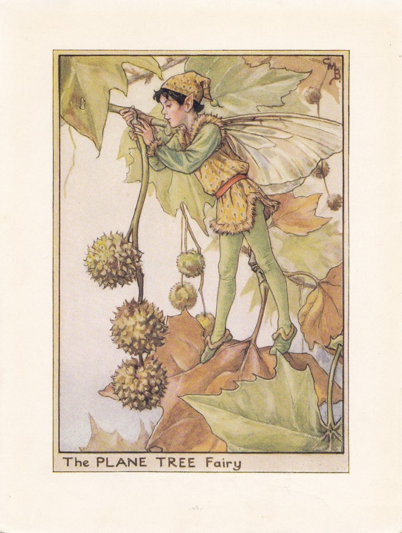 The Original 1934 The Plane Tree Fairy Printed by Cicely Mary Barker from her book Flower Fairies of the Trees