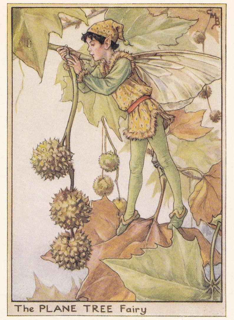 The Original 1934 The Plane Tree Fairy Printed by Cicely Mary Barker from her book Flower Fairies of the Trees
