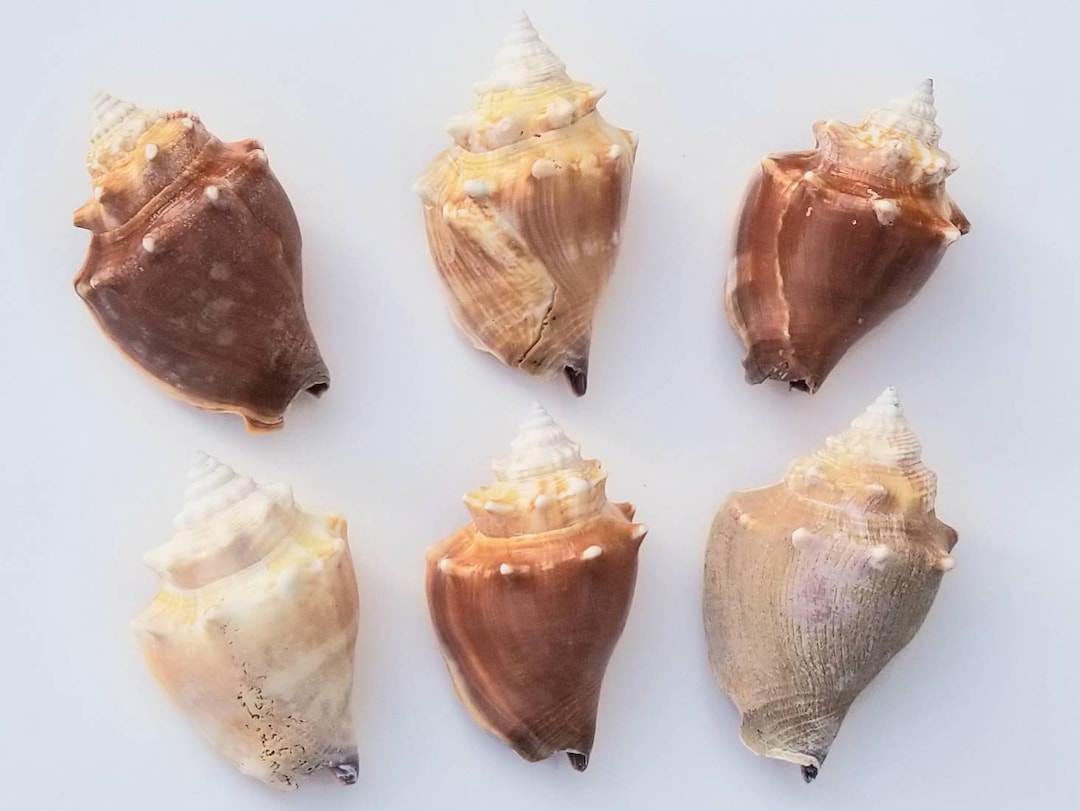 Fighting Conch Shells From Southwest Florida Etsy