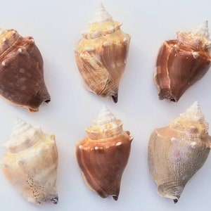Fighting Conch Shells from Southwest Florida- Free Shipping