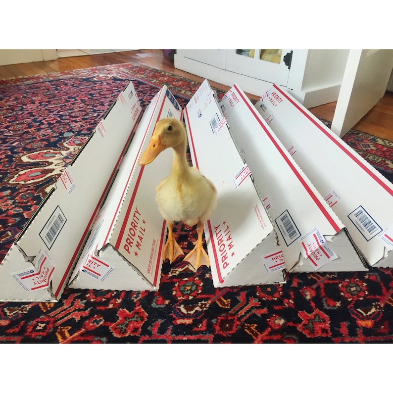 May include: Four white Priority Mail boxes are stacked in a pyramid shape. A small yellow duckling is standing in front of the boxes on a red and black patterned rug.