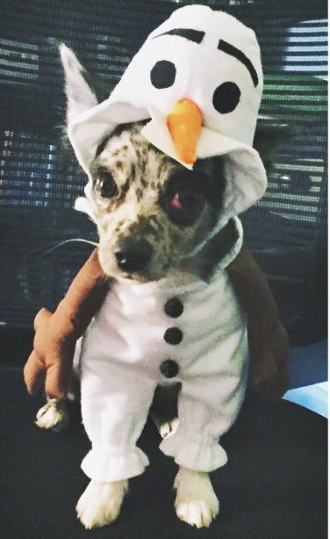 Olaf top dog toy