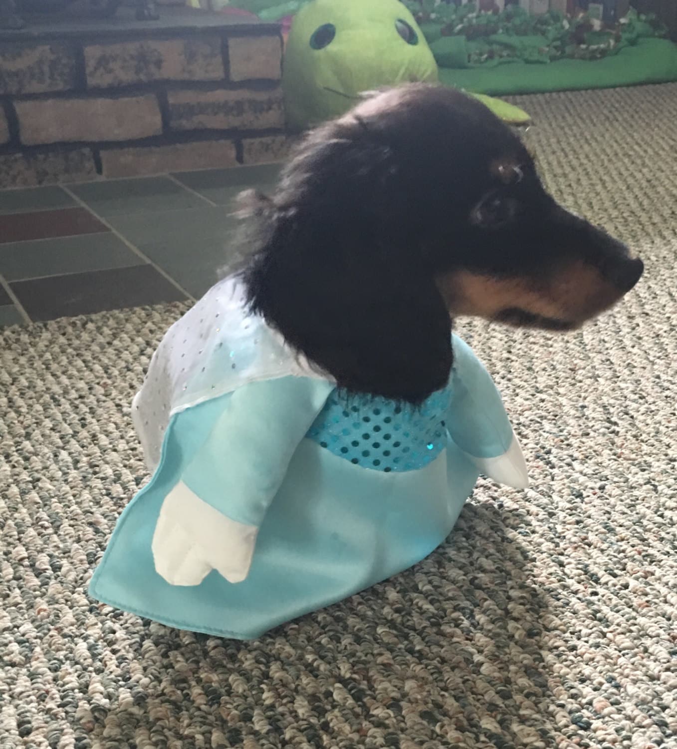 elsa dog costume