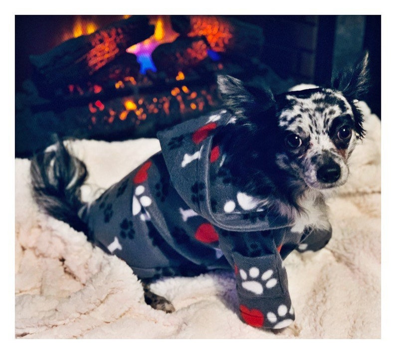 May include: A small, black and white chihuahua wearing a gray hooded fleece dog sweater with paw prints and red hearts. The sweater has a bone pattern on the hood.