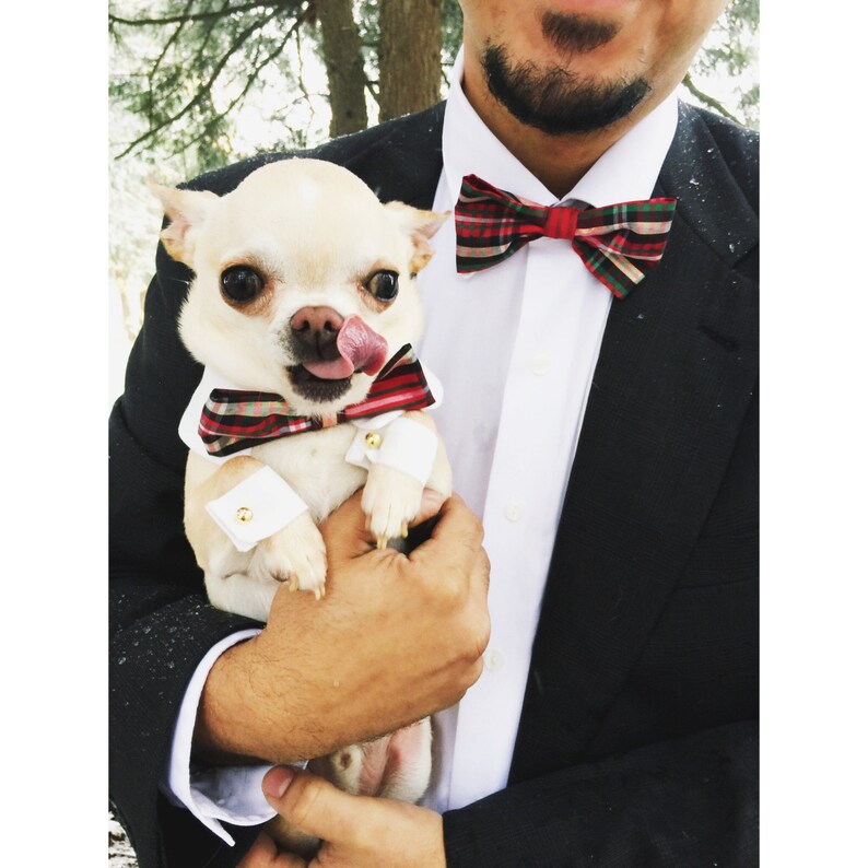 matching bow ties for dog and owner