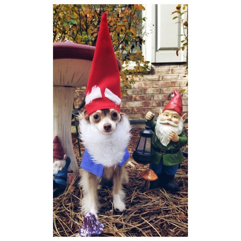 Dog Garden Gnome Costume/dog Gnome Costume/cat Garden Gnome Etsy