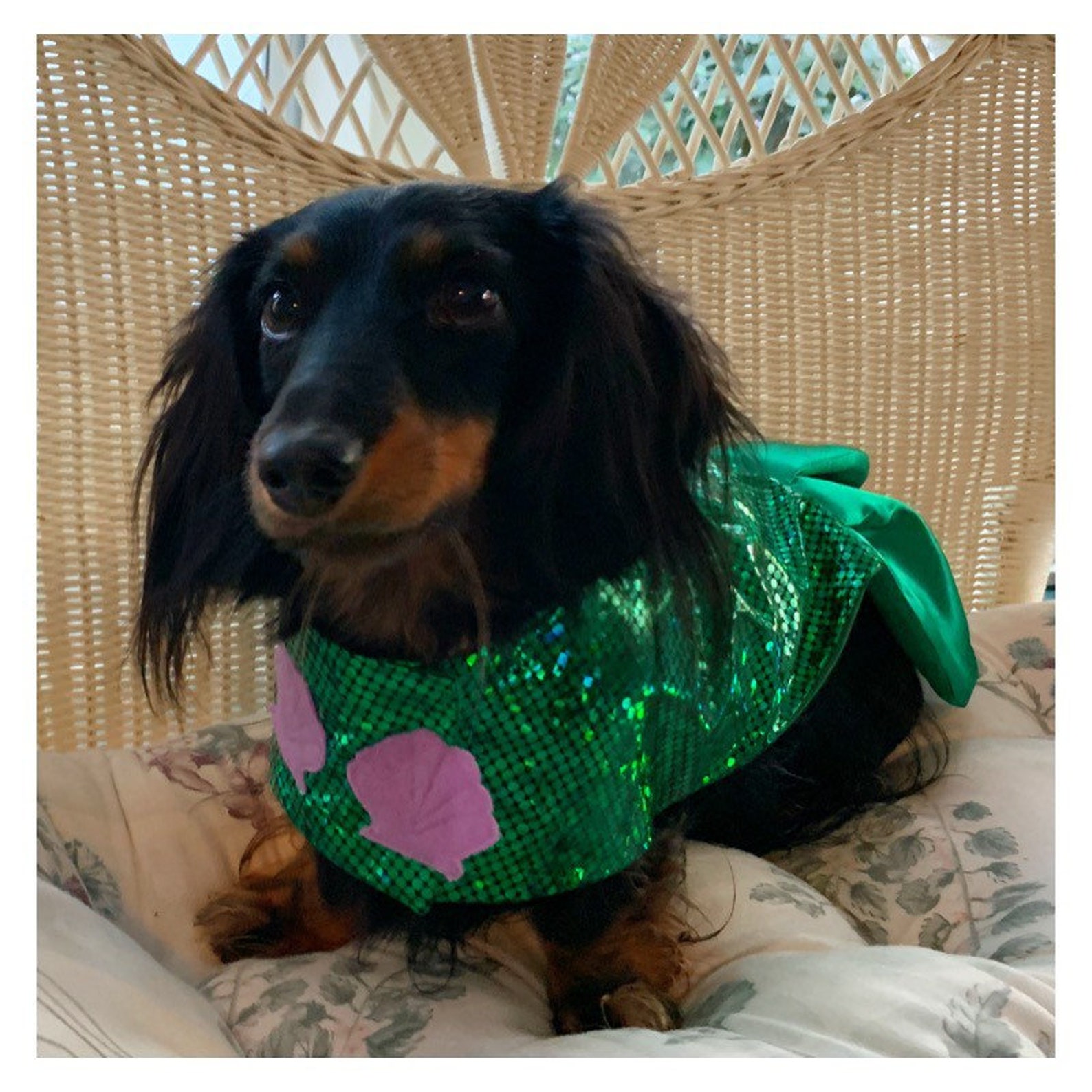 Dog Mermaid Costume/disney Inspired Little Mermaid Costume/pet Etsy