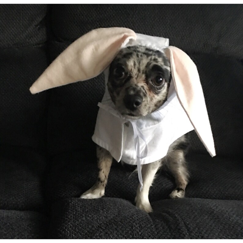 Dog Bunny Costume/Dog Easter Bunny Costume Etsy