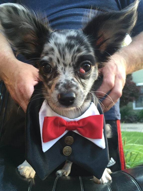 Esmoquin para perros Ropa de boda para perros | Etsy México