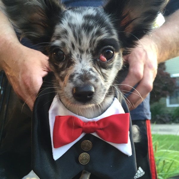 Dog Tuxedo, Dog wedding clothes