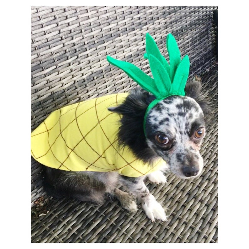 May include: A small dog wearing a yellow and green pineapple costume. The dog is sitting on a wicker chair.