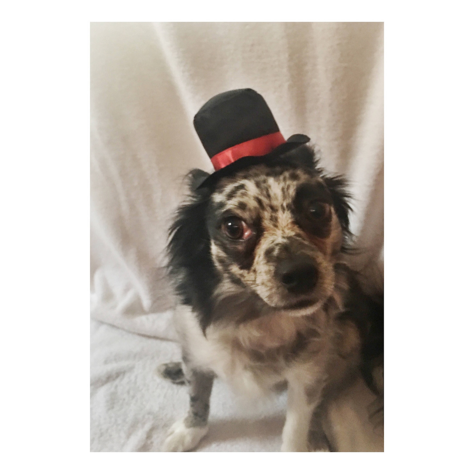 Dog Top Hat/pet Top Hat Etsy