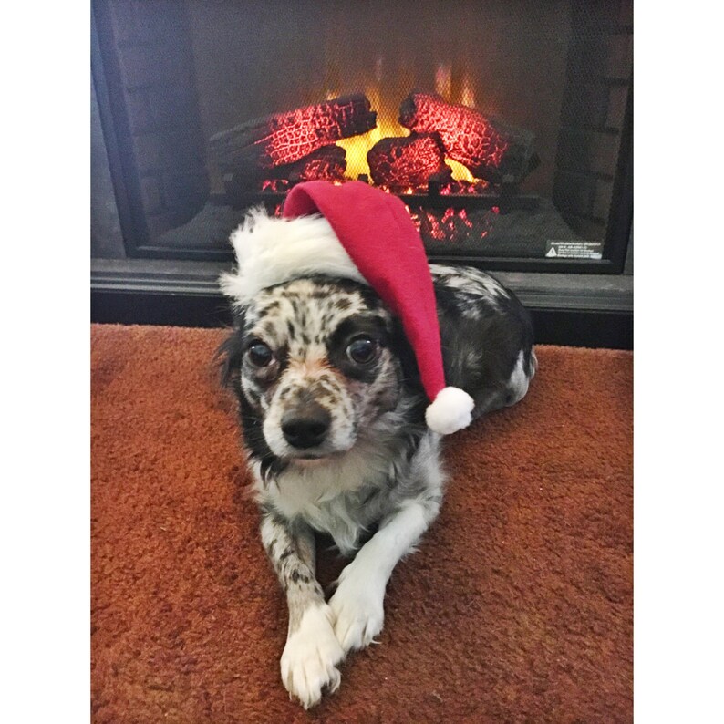 Dog Santa Hat/pet Santa Hat Etsy