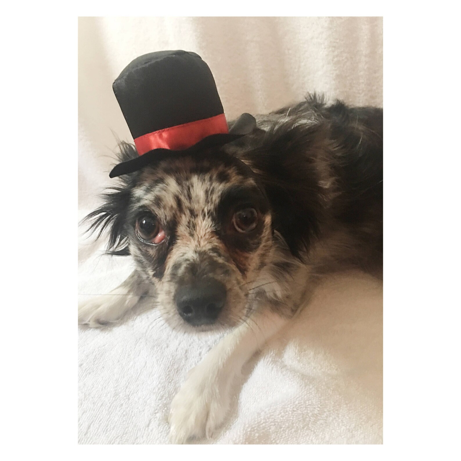 Dog Top Hat/pet Top Hat Etsy