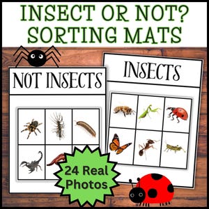 May include: Educational sorting mats with the text "INSECT OR NOT? SORTING MATS". The mats feature real photos of insects and non-insects, including a spider, centipede, and ladybug. The mats are designed for educational purposes.