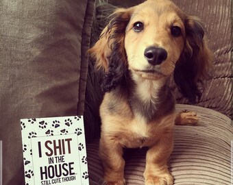 buy chihuahua puppy near me