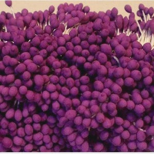 500 Köpfe / 250 Stück (Größe, Länge 6 cm) Runde Form - Künstliche Staubblätter, Karpel, Pflaumenviolette Blütenstempel.