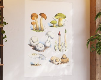 Mushroom Fungi Satin and Archival Matte Posters Illustration 1