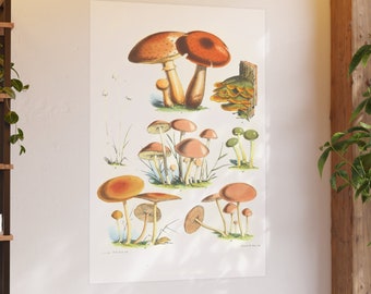 Mushroom and Fungi Satin and Archival Matte Posters Illustration 1