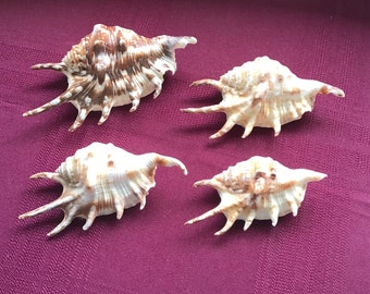 Set of Four Natural Seashells/Spiky Murex Shells/ White and Brown/ Beach House Decor/ Coastal Style