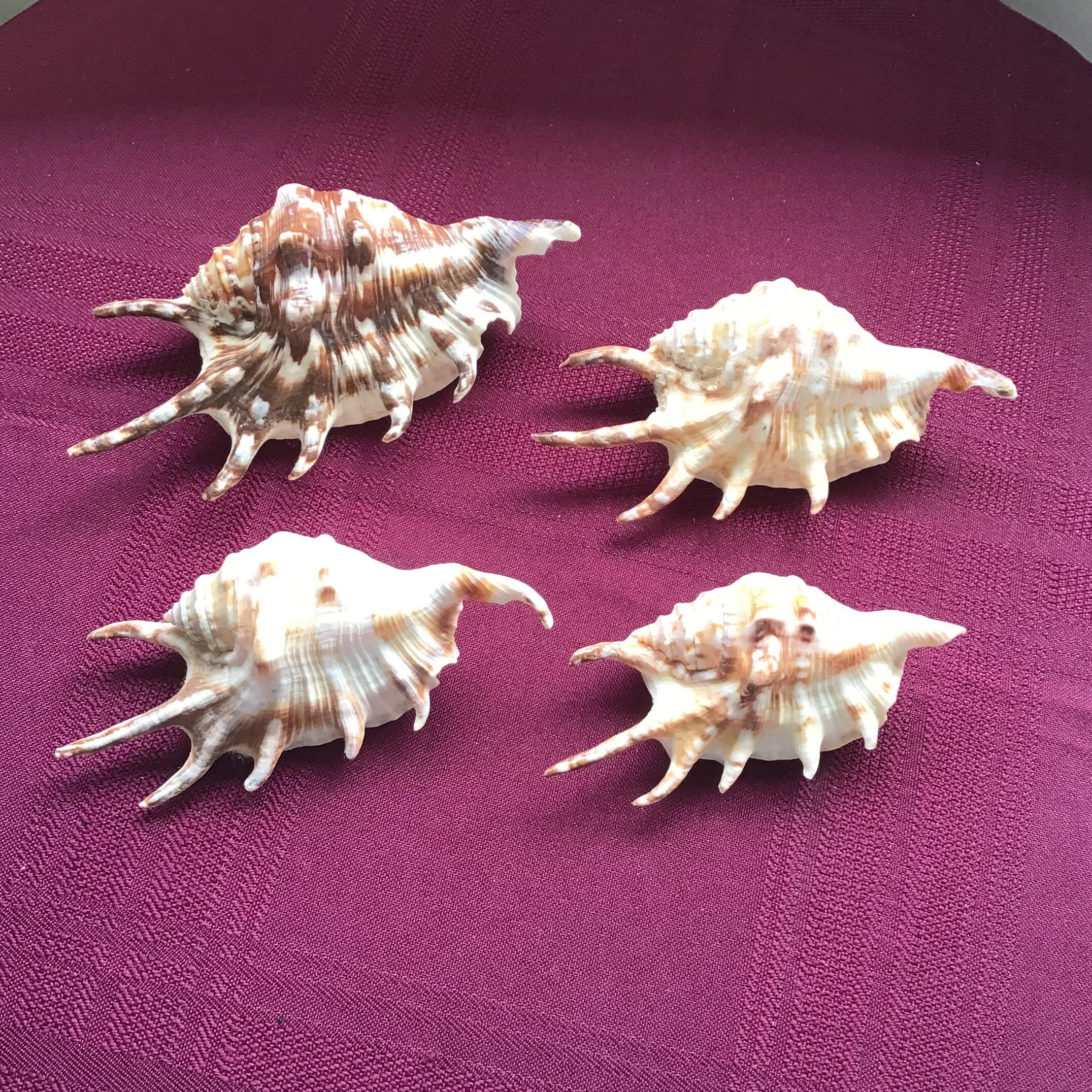 480 pz 4 decorazioni di conchiglie naturali all'ingrosso