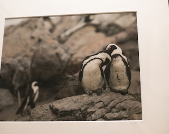 Penguins Cuddling. Cute Penguins. Penguin Art. Penguin Wall Art. Cape Town Penguins. Snuggling Penguins. Cuddling Animals. Penguin Photo.