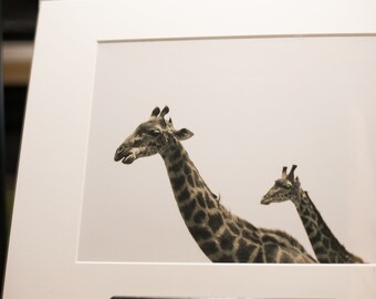 Giraffe with baby. Cute Giraffes. Giraffe Photography. Black and White Giraffe Art. Giraffe Wall Art. Ngorongoro Crater Giraffes.