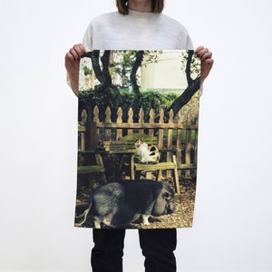 May include: A black pig with a white patch on its chest is lying down in a grassy area. A white and orange cat is sitting on a wooden bench in the background. There is a wooden fence behind the bench.