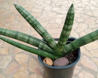 Sansevieria Boncellensis Unique succulent Boncell Snake Plant