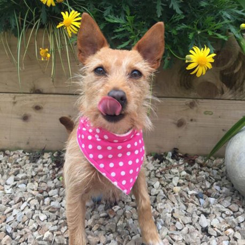 polka dot dog bandana