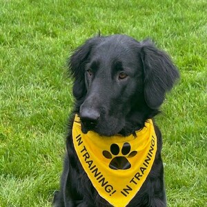 May include: A black dog wearing a yellow bandana with the words "IN TRAINING!" and a paw print. The dog is sitting on green grass.