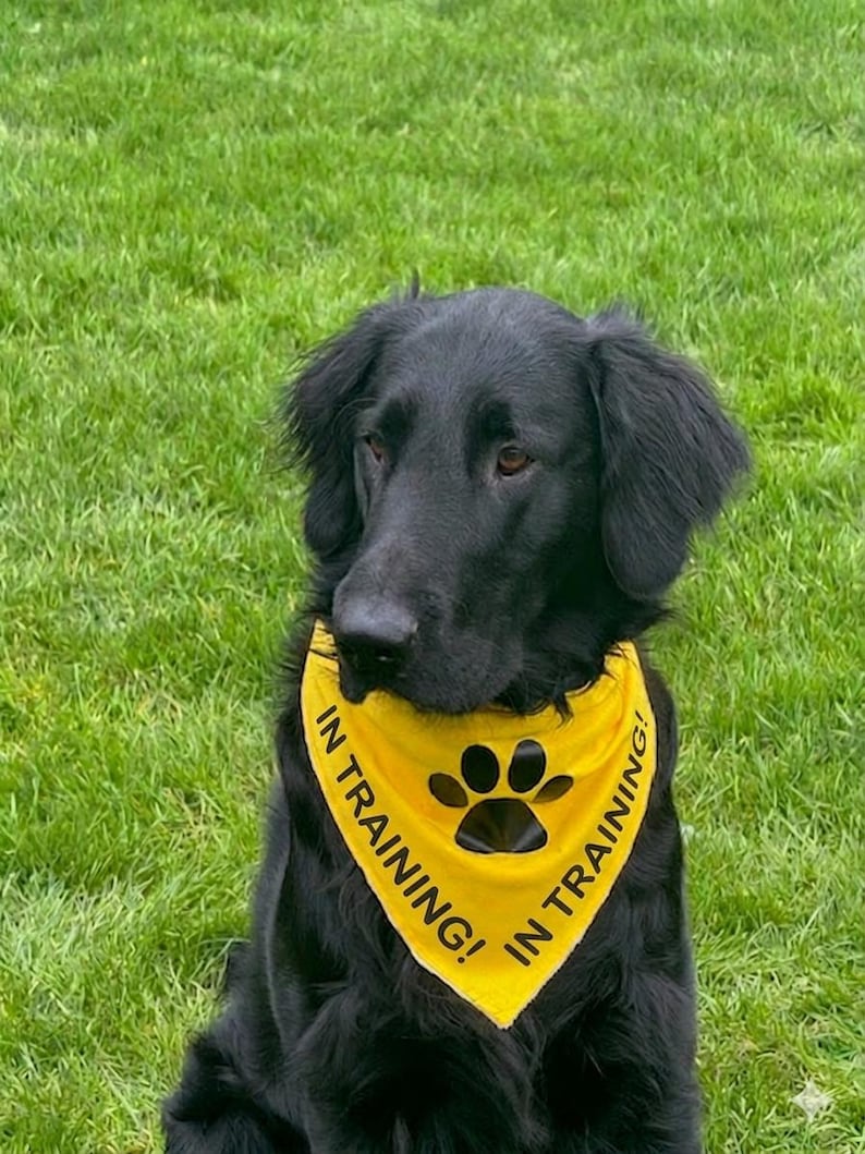 May include: A black dog wearing a yellow bandana with the words "IN TRAINING!" and a paw print. The dog is sitting on green grass.