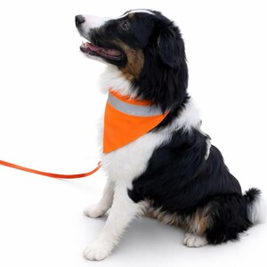 May include: A medium-sized dog with black, white, and brown fur sits and looks up. The dog wears an orange bandana with a reflective silver stripe and is attached to an orange leash.