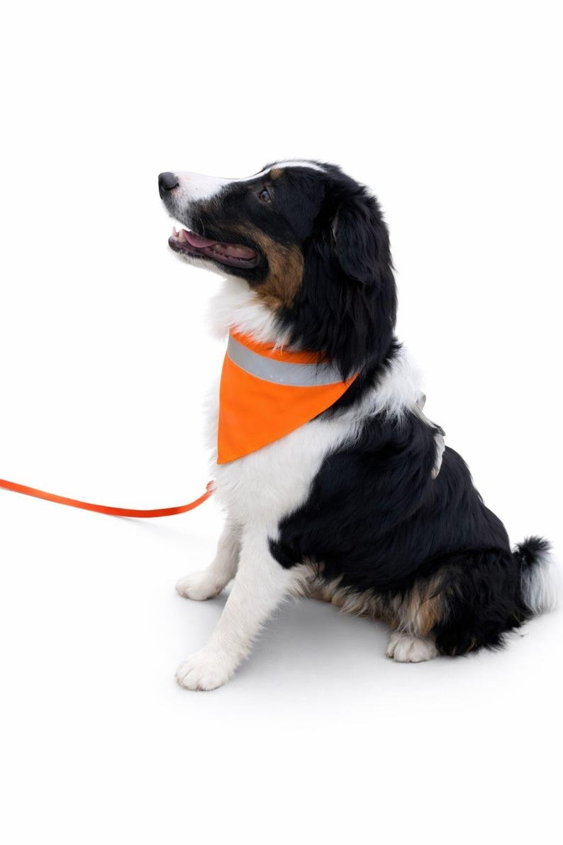 May include: A medium-sized dog with black, white, and brown fur sits and looks up. The dog wears an orange bandana with a reflective silver stripe and is attached to an orange leash.