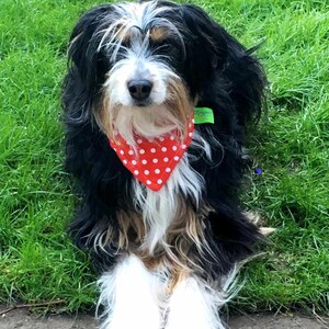 Dimples Rot gepunktetes Hundehalstuch Bandana für kleine mittelgroße und große Hunde und Katzen image 3