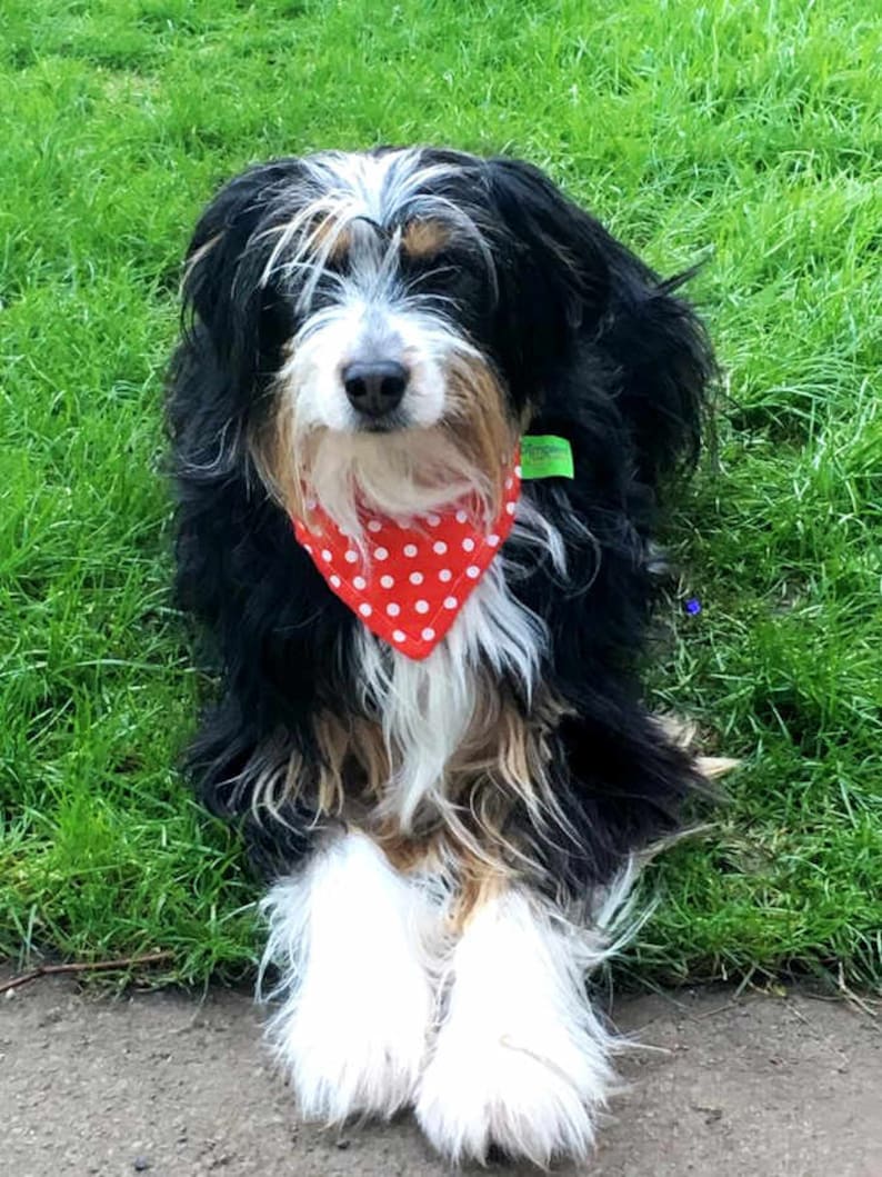 Dimples Rot gepunktetes Hundehalstuch Bandana für kleine mittelgroße und große Hunde und Katzen image 3
