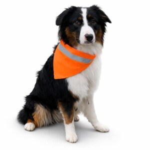 May include: A tri-color Australian Shepherd dog wearing an orange safety bandana with a reflective silver stripe. The dog is sitting, facing forward, with a white background. The dog has black, brown, and white fur.