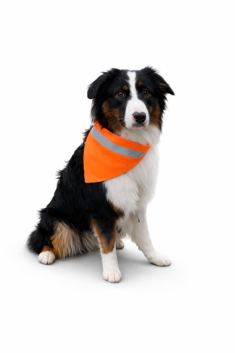 May include: A tri-color Australian Shepherd dog wearing an orange safety bandana with a reflective silver stripe. The dog is sitting, facing forward, with a white background. The dog has black, brown, and white fur.
